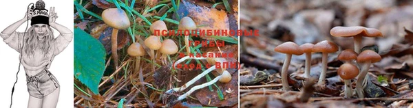 мяу мяу мука Волоколамск